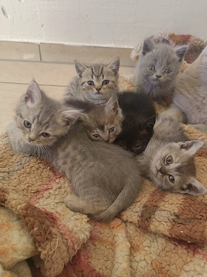 Bkh britisch kurzhaar kitten 