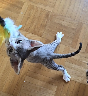 Kleine süße Knutschkugel Bonnie sucht ein liebevolles neues Zuhause! Bild 5