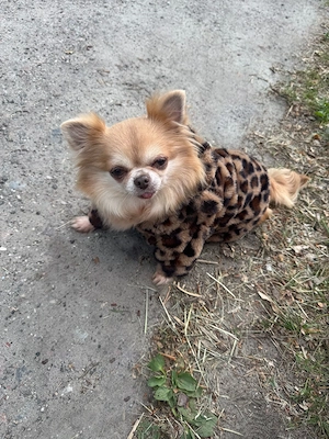 Chihuahua Dame 