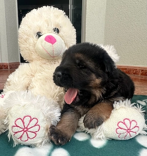 Schäferhund Welpen 