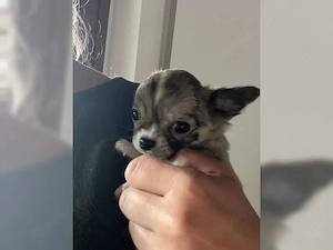 Gesunde und verspielte Chihuahua-Welpen   Bereit für Ihre Familie
