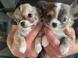 Winziger Chihuahua-Welpe sucht ein liebevolles Zuhause