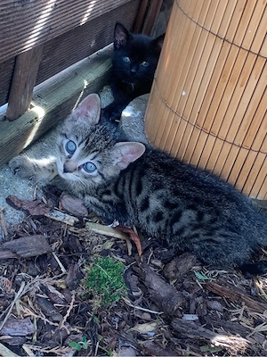 Kitten bengal mix 