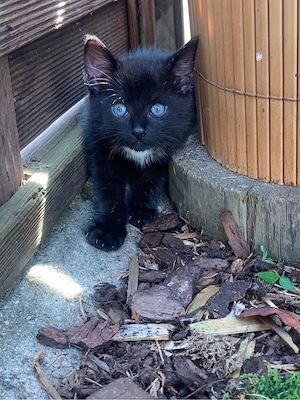 Kitten Bengal Mix
