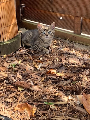 Kitten bengal mix (2 stück sind reserviert)