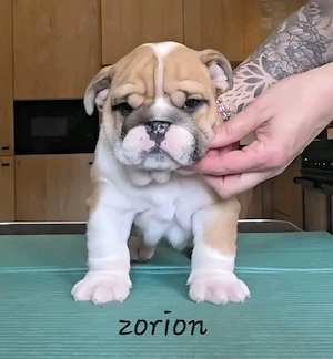 Englische Bulldoggenwelpen verfügbar