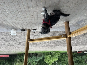 Hunde Senior sucht liebevolles Zuhause 