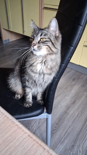 Main Coon Dame ,,Nala''