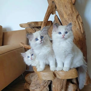 Ragdoll Kätzchen