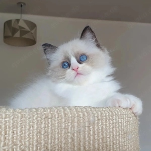 Ragdoll Kätzchen  Kontaktieren Sie uns per WhatsApp unter (1 551 005 5069)