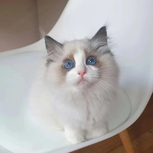 Ragdoll Kätzchen