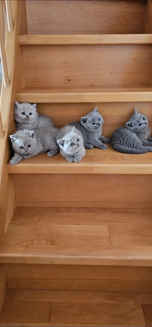 Bkh Kitten Reinrassig