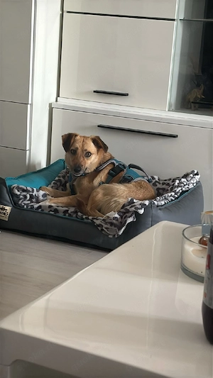 Kleiner Pinscher  Labrador Mix Hündin 