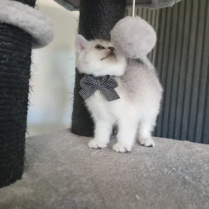 Abgabebereit! Britisch Kurzhaar Kitten 