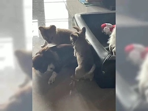 Typvolle, wunderschöne Chihuahuawelpen