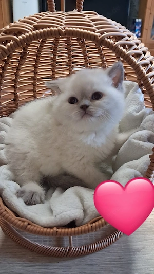 bkh Babys Katze     Bild 3