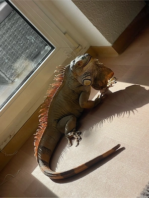 Leguan Männchen 