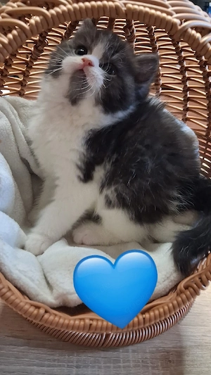 bkh Babys Katze     Bild 1