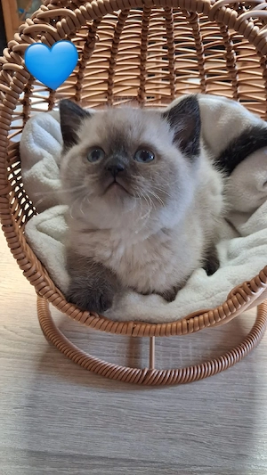 bkh Babys Katze     Bild 4