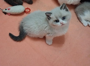 bkh Babys Katze     Bild 6