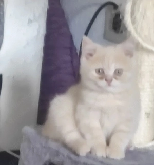 BKH Baby Britisch Kurzhaar Kitten
