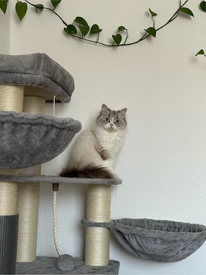 british langhaar katze 