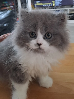 Bkh & blh kitten  Bild 2
