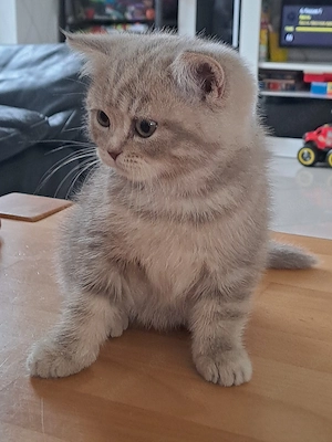 Bkh & blh kitten  Bild 4