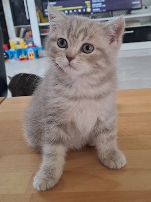 Bkh & blh kitten 