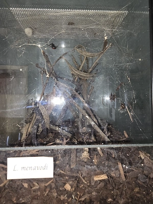 Schwarze Witwe weibchen 