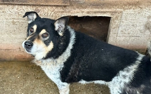 Roscoe - ein wahrer Rohdiamant sucht ein Zuhause