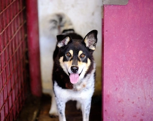 Roscoe - ein wahrer Rohdiamant sucht ein Zuhause