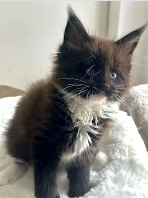 Kitten GESUCHT, gerne Langhaar oder BKH, Spielgefährten und viel Platz vorhanden, 300 VHB, Danke!