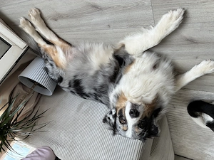 Wunderschöne Australian Shepherd x Husky Welpen suchen bald ihr Zuhause