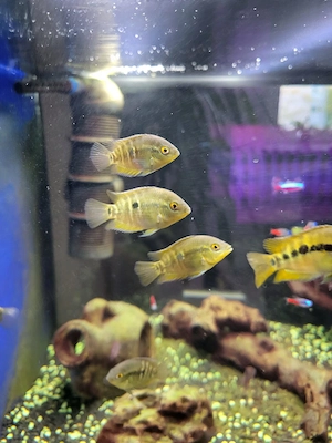 Junge Regenbogencichliden (Herotilapia multispinosa)