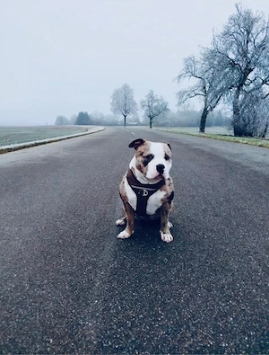 American bully hündinn 