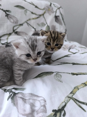 Süße BKH Kitten  Bild 7