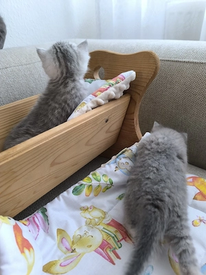 Süße BKH Kitten  Bild 8