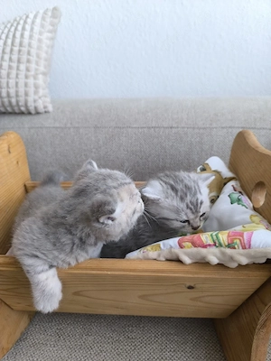 Süße BKH Kitten  Bild 5