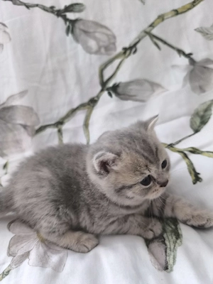 Süße BKH Kitten  Bild 4