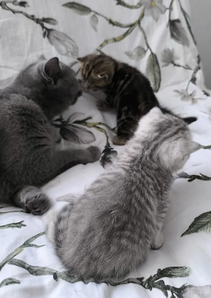 Süße BKH Kitten  Bild 3