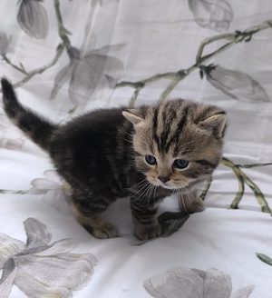 Süße BKH Kitten  Bild 2