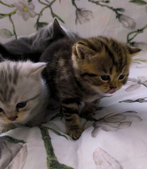 Süße BKH Kitten  Bild 6