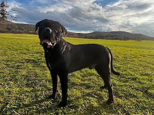 Cane Corso Italiano Deckrüde