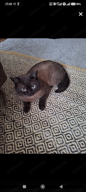 Britisch Kurzhaar (BKH) Kitten abzugeben Bild 4