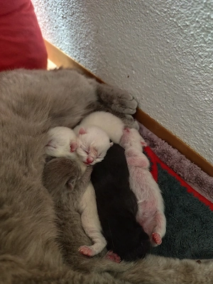 Britisch Kurzhaar (BKH) Kitten abzugeben Bild 3