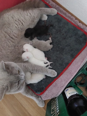 Britisch Kurzhaar (BKH) Kitten abzugeben Bild 2