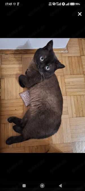Britisch Kurzhaar (BKH) Kitten abzugeben Bild 7