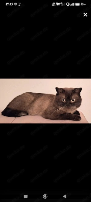 Britisch Kurzhaar (BKH) Kitten abzugeben Bild 5
