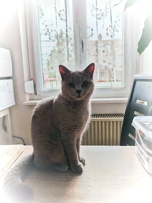 Britisch Kurzhaar (BKH) Kitten abzugeben Bild 6